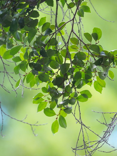 Image of Distylium Gracile (Distylium gracile) by no rights reserved