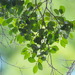 細葉蚊母樹 - Photo 由 葉子 所上傳的 不保留任何權利