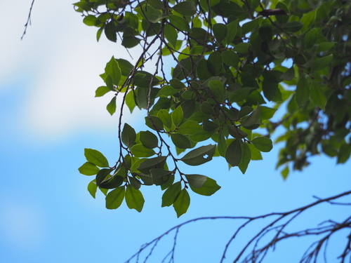 Image of Distylium Gracile (Distylium gracile) by no rights reserved