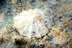 Siphonaria zelandica