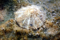 Siphonaria zelandica