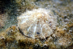 Siphonaria zelandica