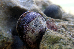 Brachidontes rostratus