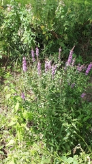Lythrum salicaria