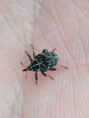 Mogulones geographicus