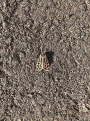 Apantesis virguncula