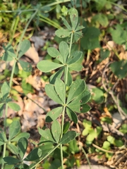 Dorycnium