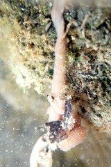 Baseodiscus delineatus