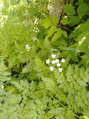 Anthriscus sylvestris