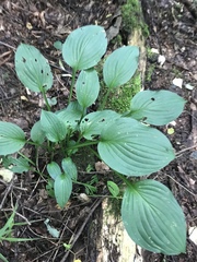Hosta undulata