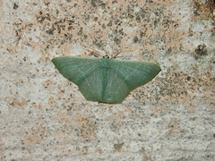 Pelagodes antiquadraria