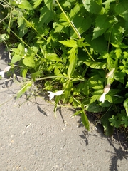Silene latifolia