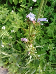 Cichorium intybus