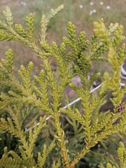 Thujopsis dolabrata hondae