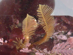 Anthoathecata