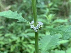 Lycopus europaeus