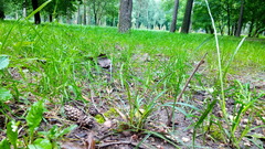 Carex pilosa