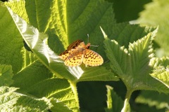 Boloria epithore