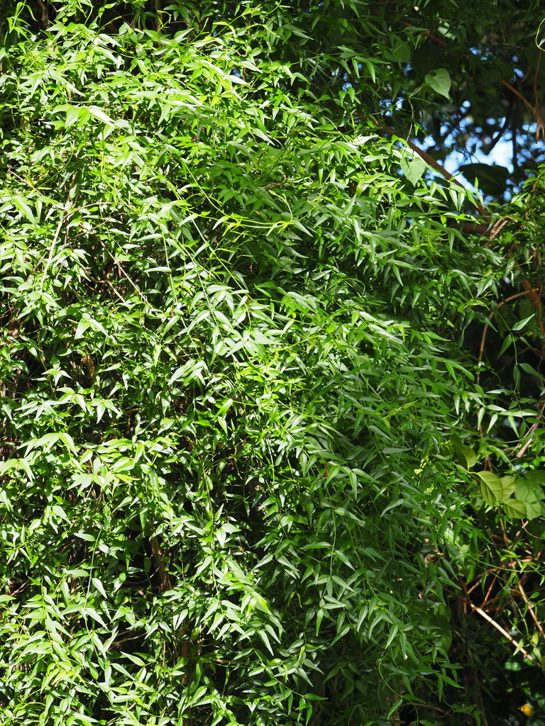 Lài rừng – Jasminum nervosum