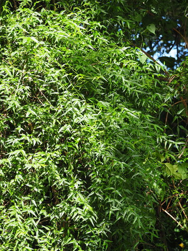 Jasminum nervosum (Jasminum nervosum)