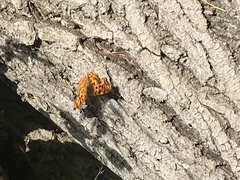 Polygonia c-album