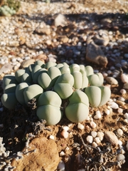 Gibbaeum heathii