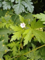 Geranium sibiricum