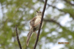 Prinia lepida