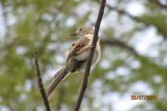 Prinia lepida