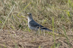 Motacilla alba