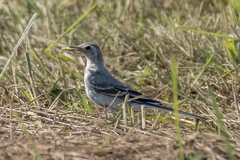 Motacilla alba