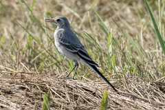 Motacilla alba