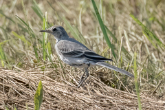 Motacilla alba