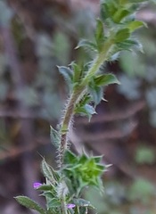 Muraltia serpylloides