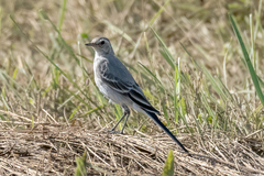Motacilla alba