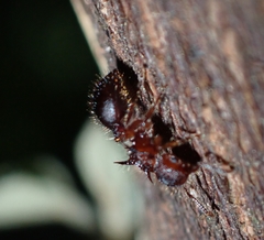 Meranoplus mucronatus
