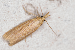 Ematheudes punctella