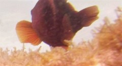Amphiprion rubrocinctus