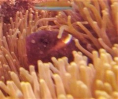 Amphiprion rubrocinctus