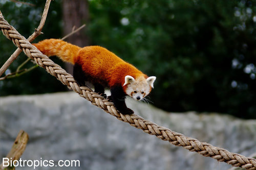 Red Panda, photo 7 of 7