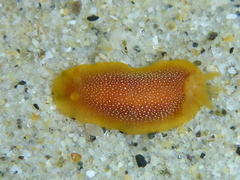 Doriopsilla gemela