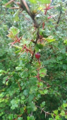 Ribes formosanum