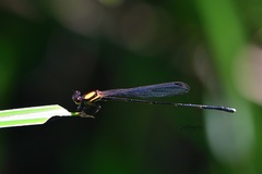 Prodasineura croconota