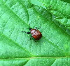 Synolabus nigripes