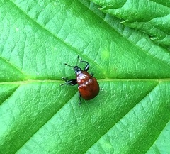 Synolabus nigripes