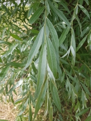 Salix alba