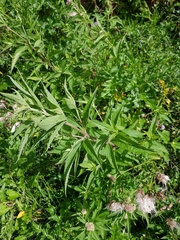 Eupatorium cannabinum