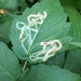 Agromyza vockerothi - Photo (c) Joe MacIndewar,  זכויות יוצרים חלקיות (CC BY-NC), הועלה על ידי Joe MacIndewar