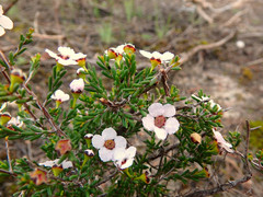 Rinzia orientalis