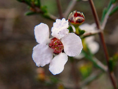 Rinzia orientalis